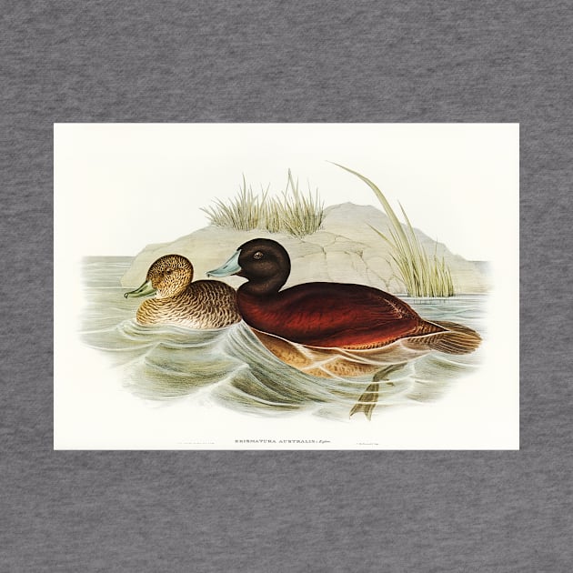 Blue-billed Duck by WAITE-SMITH VINTAGE ART